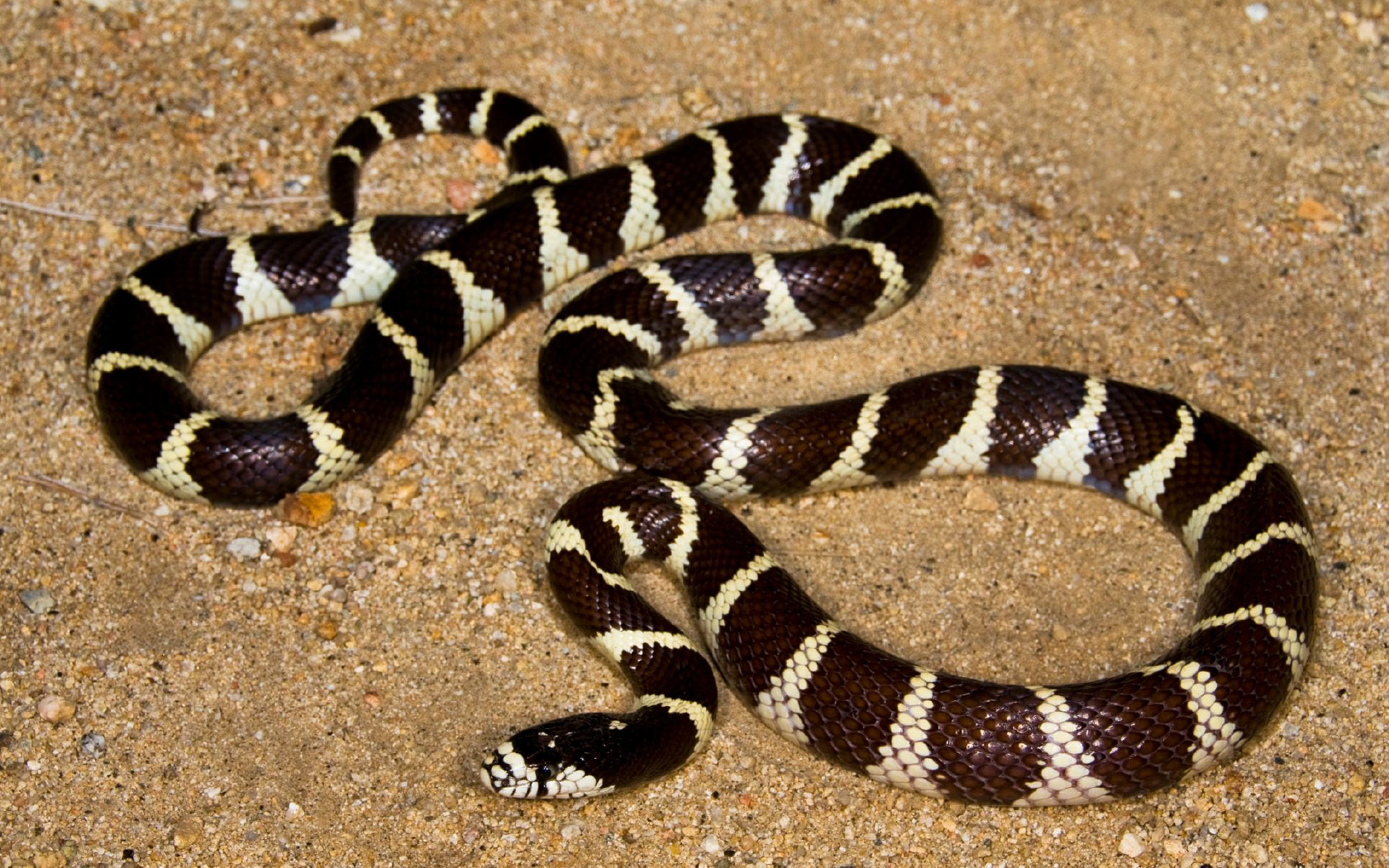 California kingsnake additional view 2