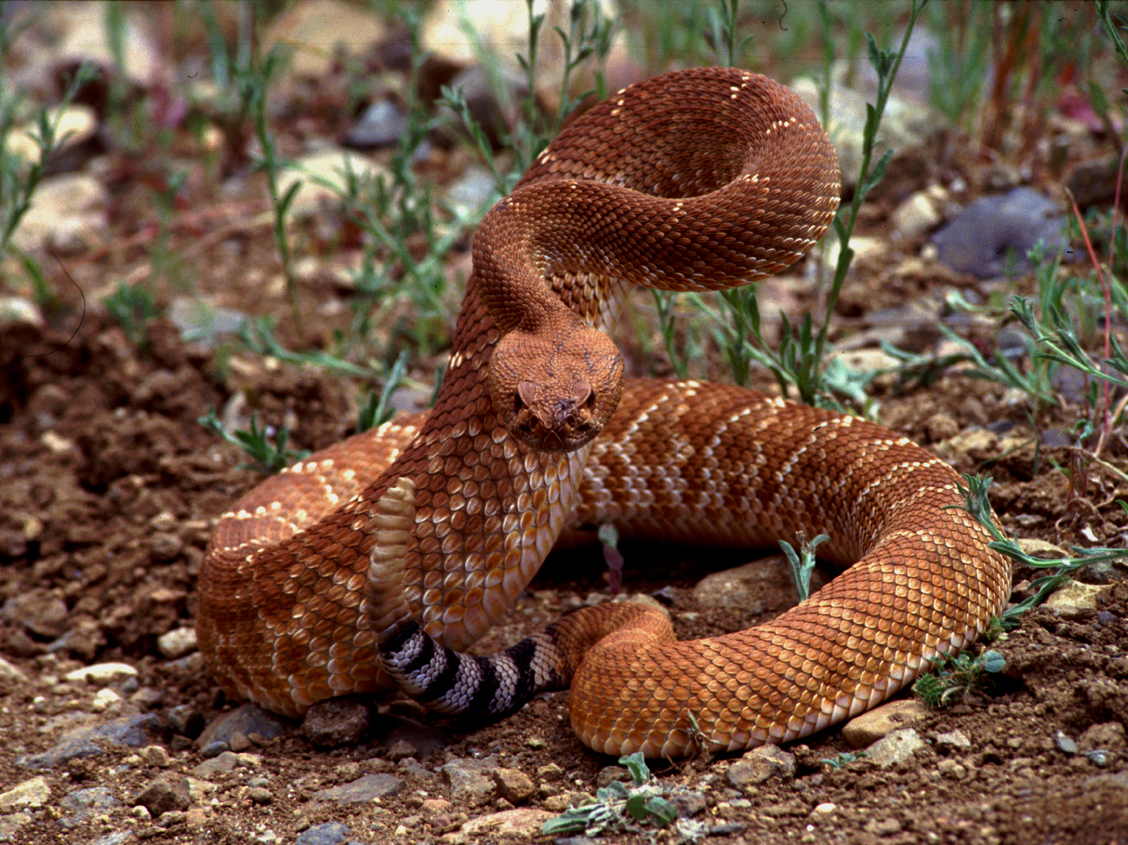 Red diamond rattlesnake additional view 1