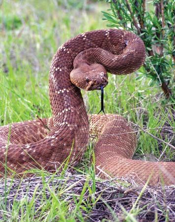 Red diamond rattlesnake in natural Southern California habitat
